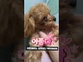 👍구찌멋찌구👍 #shorts  안마받는 토이푸들