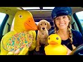 Rubber Ducky Surprises Puppy &amp; Police With Car Ride Chase!