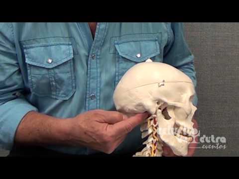 BIOMECÂNICA CRANIOCERVICAL -