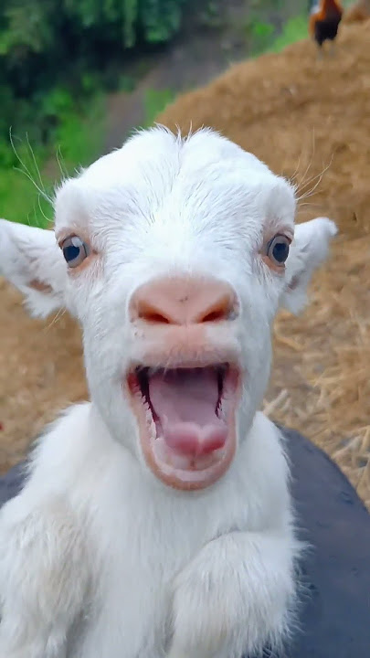 bakrid funny video #viral #cartoon #cartoon2 #tranding #subscribe #trending #cat #cartoonfreak