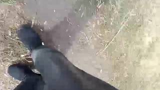 Не Получилась Сйомка Фокстерера