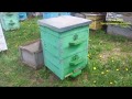 Верное решение при весеннем расширении пчелосемей (Секреты пчеловодства)