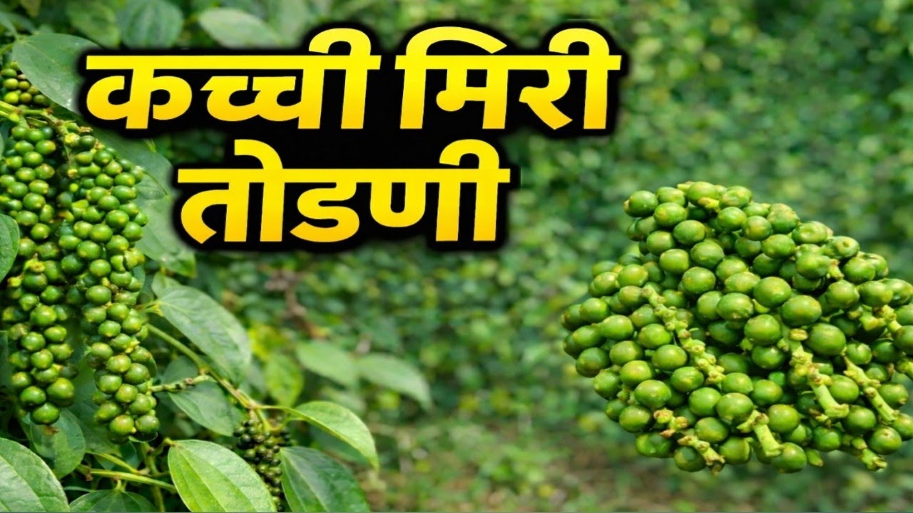 Green Pepper Harvesting | कच्ची मिरी तोडणी ।Black Pepper Farming in India