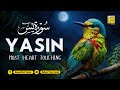 Peaceful Surah Yasin (Yaseen) سورة يس for Sleep & Anxiety ✦ Peaceful Quran Recitation