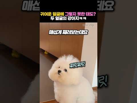 귀여운 얼굴에 그렇지 못한 태도? 두 얼굴의 강아지ㅋㅋ  #강아지 #동물 thumbnail