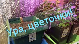 видео: Георгины в Январе. Разбор после зимовки. Посадка на проращивание. картинка: Георгины в Январе. Разбор после зимовки. Посадка на проращивание.