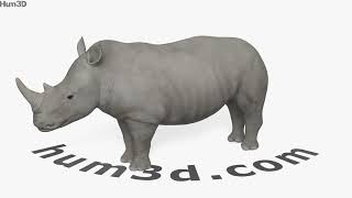 White Rhinoceros 3D model by 3DModels.org