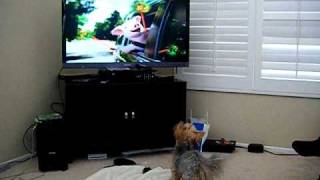 Goshredex Geico Dog And Pig avi