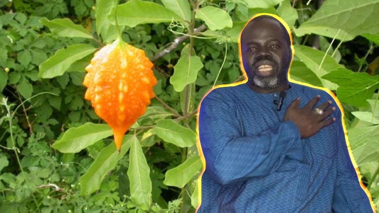 Ndiarignou Mbeurbeuf ( Momordica charantia ) Pr Ousmane Ndiaye - SAMA XALAAT TV