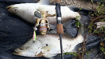 Câu cá Chẽm - Cà Mau #22 - Lure cá Chẽm Vược bằng cần UL phê vãi chưỡng - Barramundi Fishing