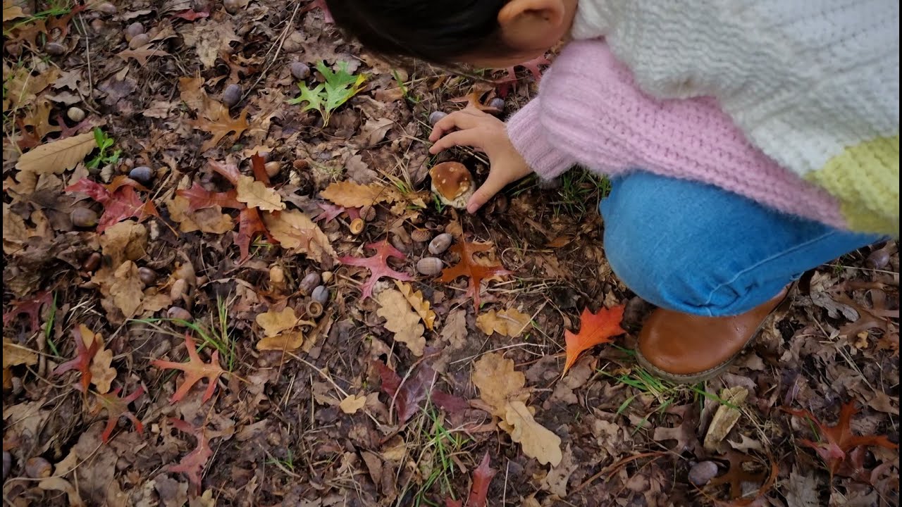 2023 8 The Porcini Dance That feeling when you find a porcini Adelaide Hills YouTube