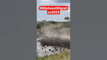 WildebeastMigration2025 Is Happening DM For More Travel Serengeti 