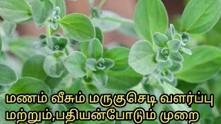 மணம வசம மரக சட வளரபப மறறம நரசர பதயம படமமற Origanum-Majorana Plant Growth Tips