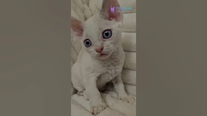 Video 11724981: devon rex kitten, devon rex blue, devon rex girl, devon rex playing, devonrex