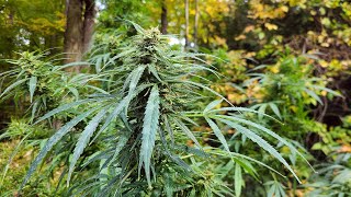 Full Sunlight vs Partial Sunlight For Your Weed Plants - CGBS