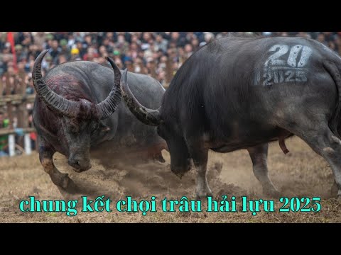 Vòng chung kết ngày 17 chọi trâu hải lựu ( góc quay khán giả )