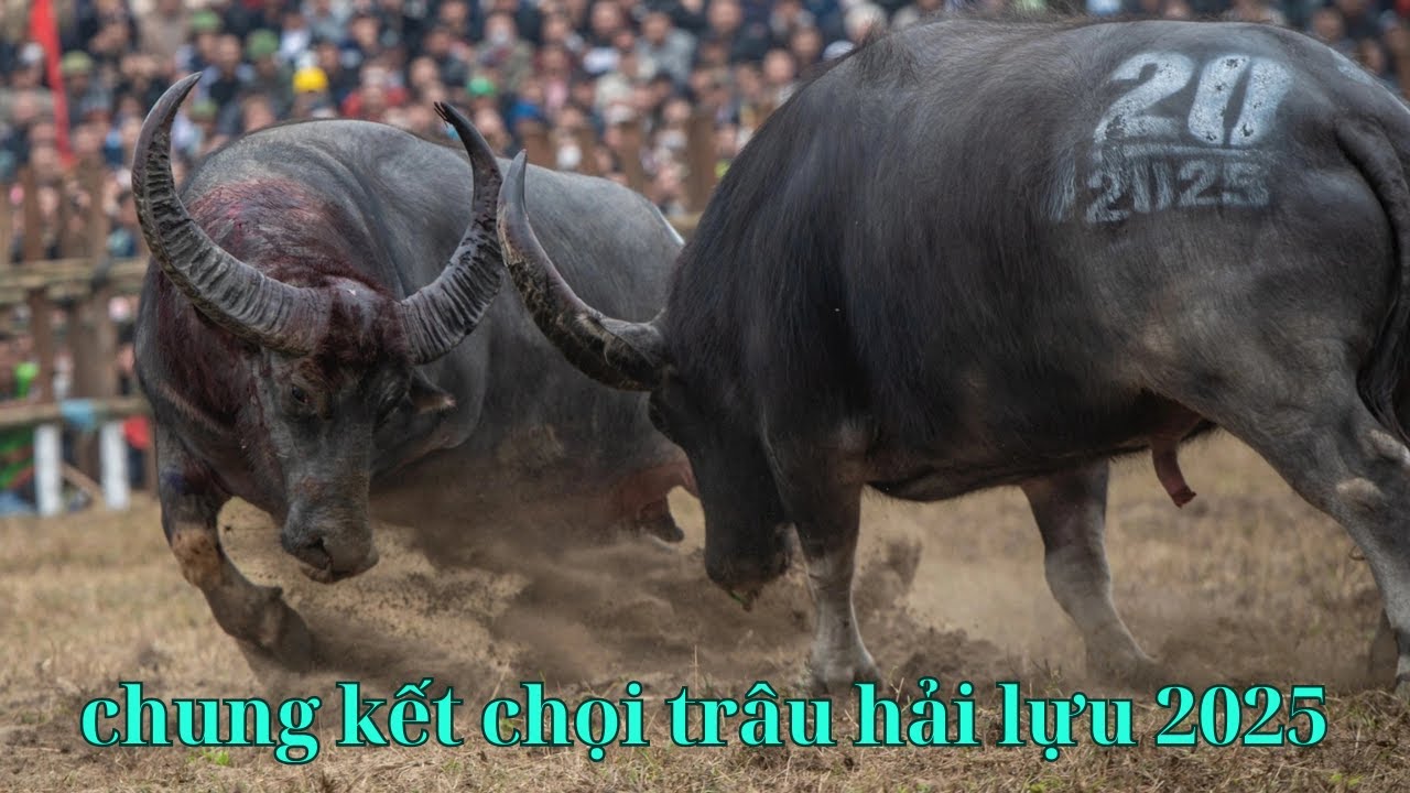 Vòng chung kết ngày 17 chọi trâu hải lựu ( góc quay khán giả )