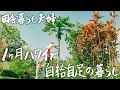 【30代田舎暮らし夫婦】ハワイ島で1ヶ月自給自足生活をしました。＃216