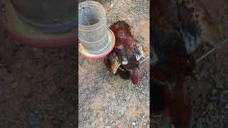 Cruzamento Do Galo Índio Com A Galinha Caipira