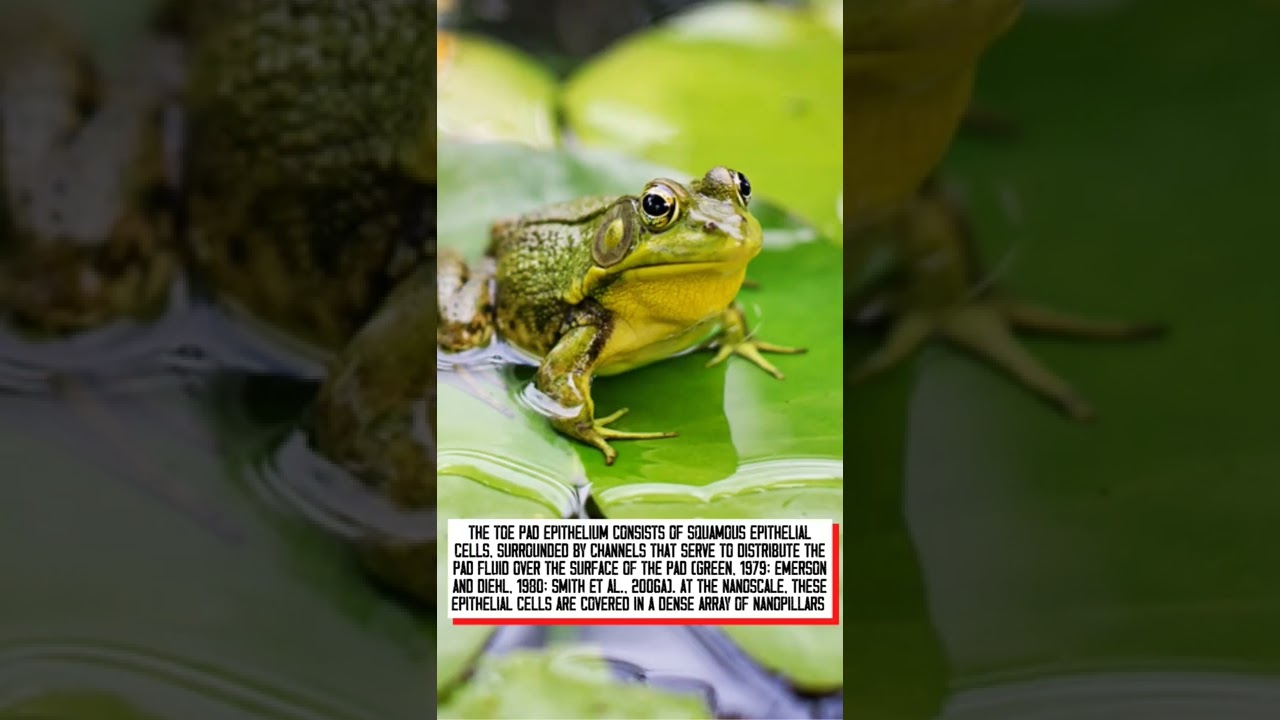 What covers tree frogs’ toes to help them climb and hang upside down? 