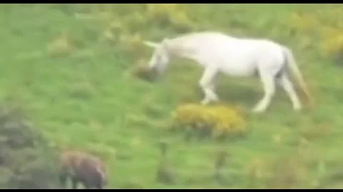 Dove vivono gli unicorni veri?