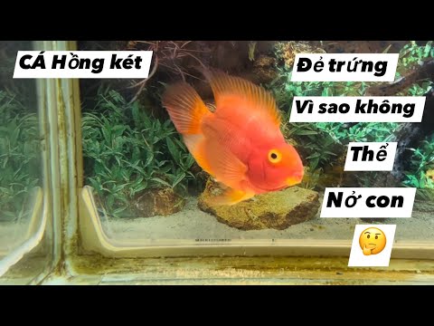Video Cá Hồng két đẻ trứng có nở con không?#congáibàtô - youtube