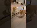 #dogscats#dogs#pet#doglover#doglife#dog#dogshorts#funny