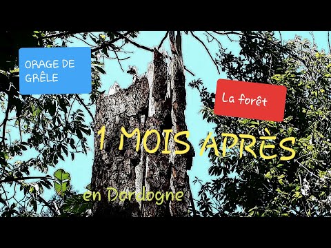 En forêt 1 mois après la grêle !