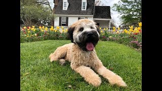 Soft Coated Wheaten Terrier 'Sabre' l Phenomenal Transformation l Dog Trainers Hampton Roads