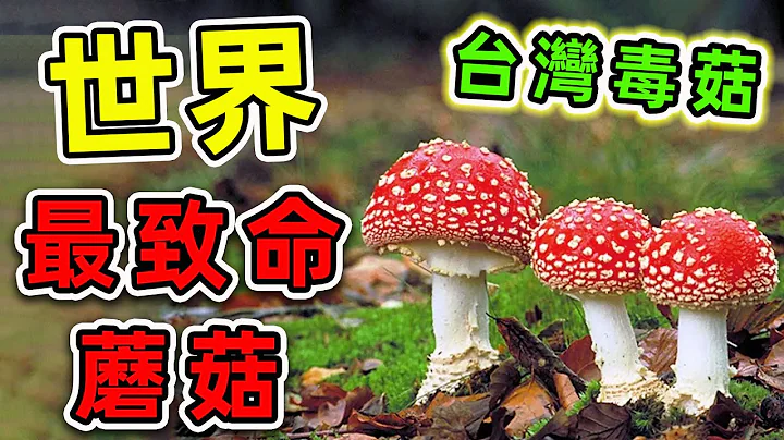 全世界最危險的10種蘑菇！其中之一就在臺灣，碰一下全身腐爛，出門千萬小心。|#世界之最top #世界之最 #出類拔萃 #腦洞大開 #top10 #最毒蘑菇 - 天天要聞