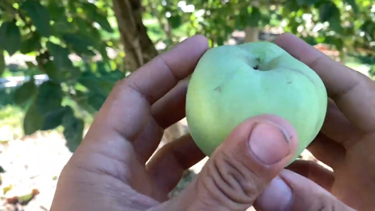 Calville Blanc Apple on G.890 - Cummins Nursery - Fruit Trees