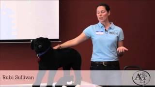 Basics of Massage for Your Dog