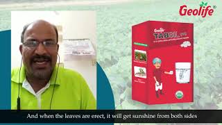 Geolifes Tabsil- Paddy English