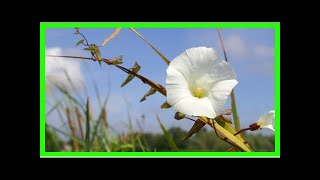 Breaking News | What is bindweed How to get rid of the weed
