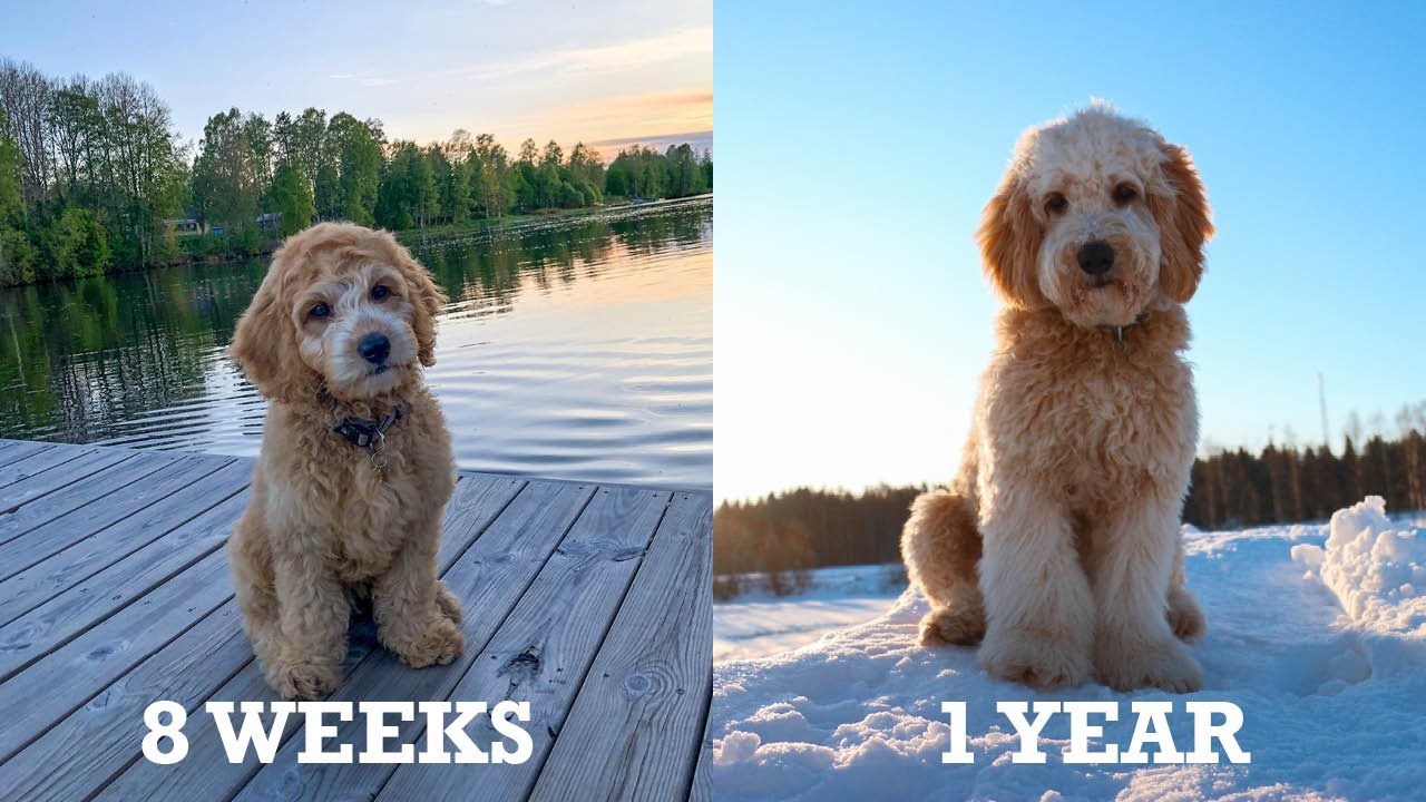 Tarzan the labradoodle growing up