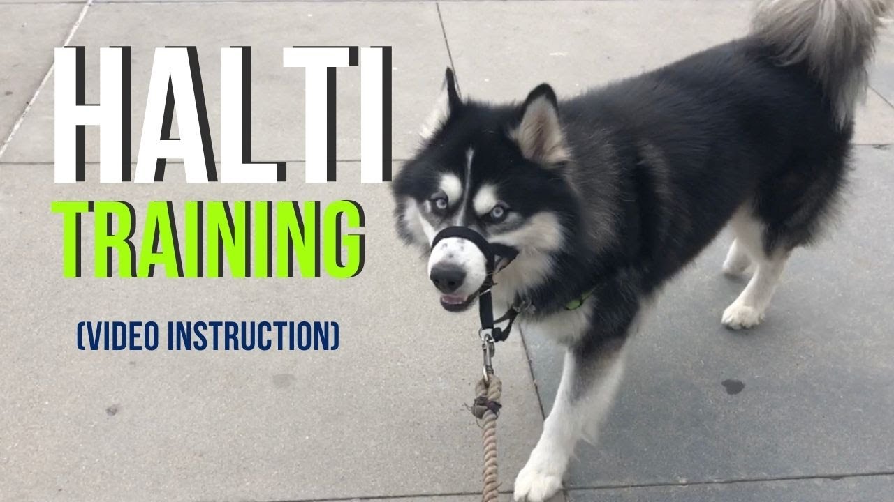 Halti - makes your dog stop pulling || dog reactivity || gentle leader ...