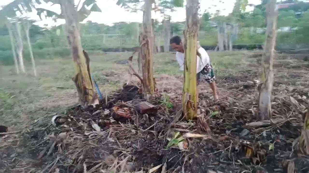 Pinalinis ko ang Saging na may cobra