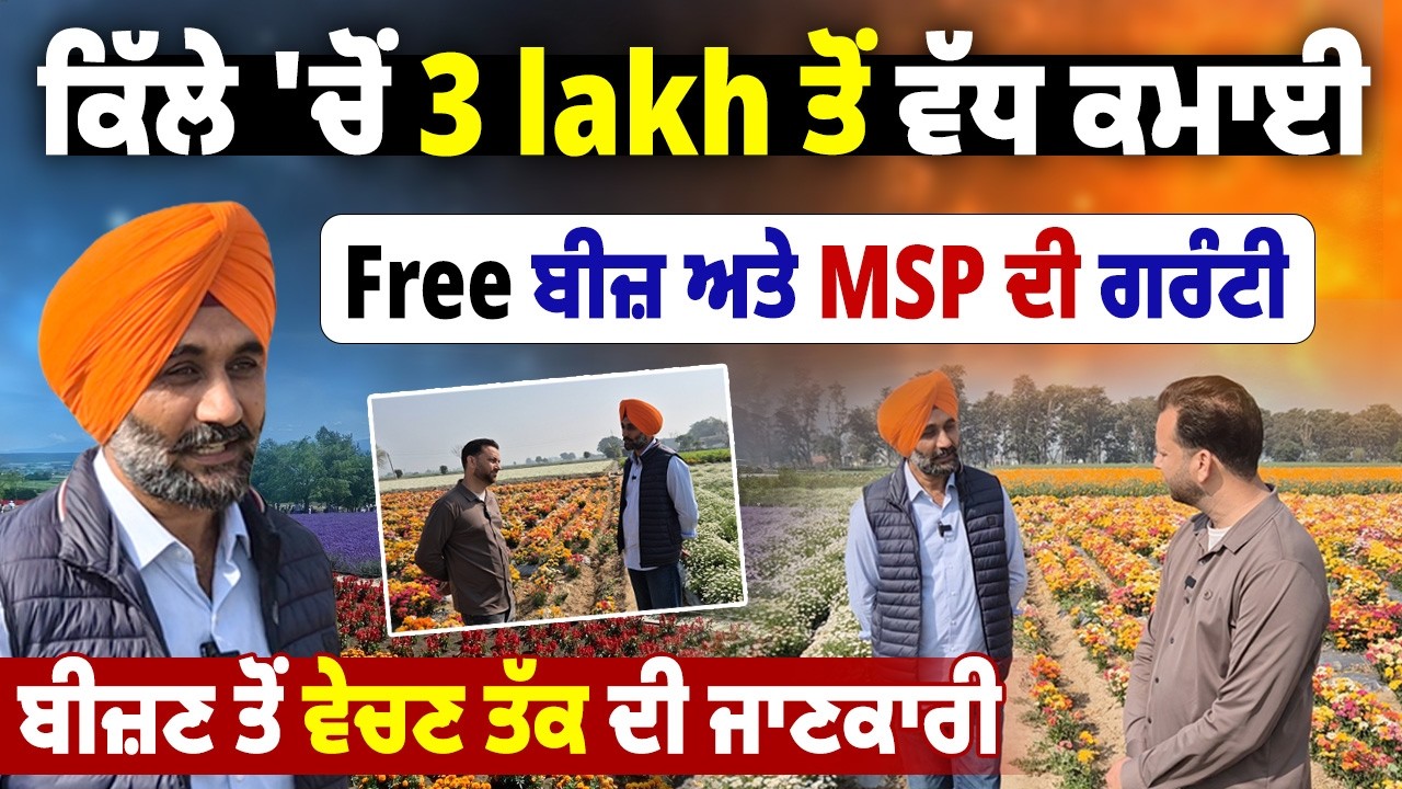 ⁣1 ਕਿੱਲੇ \'ਚੋਂ 3 ਲੱਖ 💰ਤੋਂ ਵੱਧ ਕਮਾਈ |🌸 Flower Farming Secret Revealed🚜 Free Seeds + Guaranteed MSP
