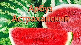 Арбуз обыкновенная Астраханский (astrakhanskiy) 🌿 обзор: как сажать, семена арбуза Астраханский