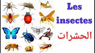 Les insectes en français_ أسماء الحشرات باللغة الفرنسية