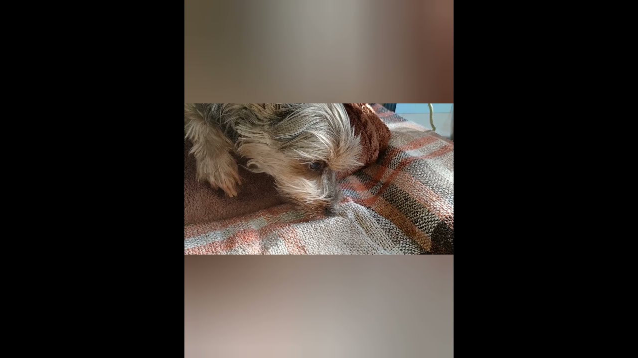 RIP komm gut über die Regenbogenbrücke  mein Hund Lenny  eingeschläfert ILD Vorsicht sehr traurig 😢