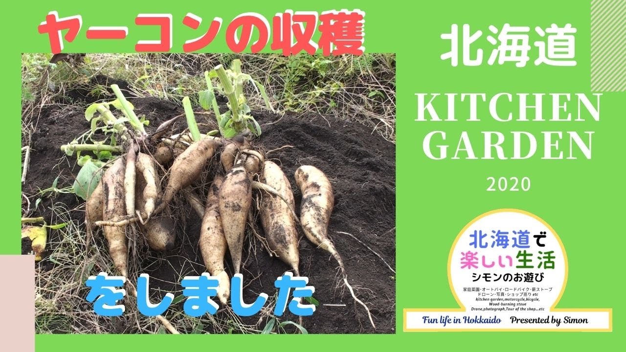 ヤーコンの育て方と収穫 来年に向けた苗の準備について ダイエットに効果あり 北海道の家庭菜園 Youtube