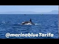 Orcas en Tarifa Marina Blue Avistamientos Julio 2019