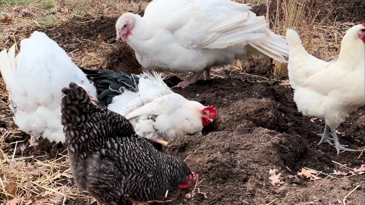 40 min of backyard birds! 