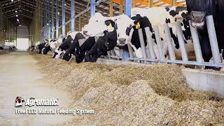 Agromatic FreeFEED Natural Cattle Feeding System in Action