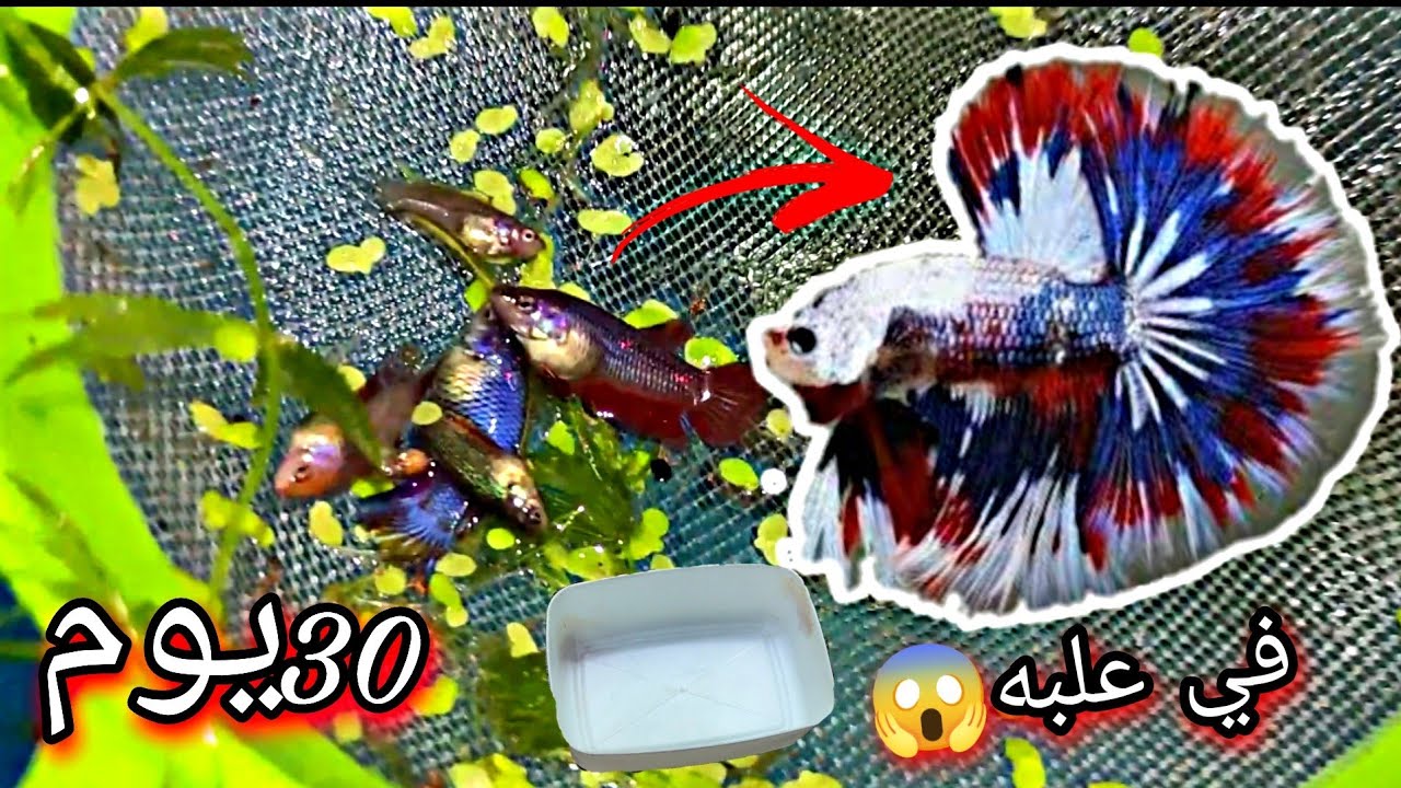 ازاي افرخ سمكة الفيتر في علبه😱 تجاريا🤑 وبدون معدات😱😱