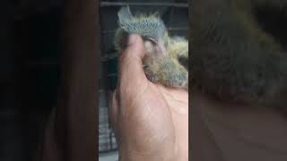 Unang pisa #koopman_pigeons #pigeon