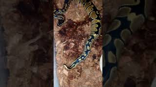 Ball Python Live Feeding Why White Poop