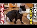 顔は陥没、尻尾にウジ虫が湧く黒猫について大きな決断をしました