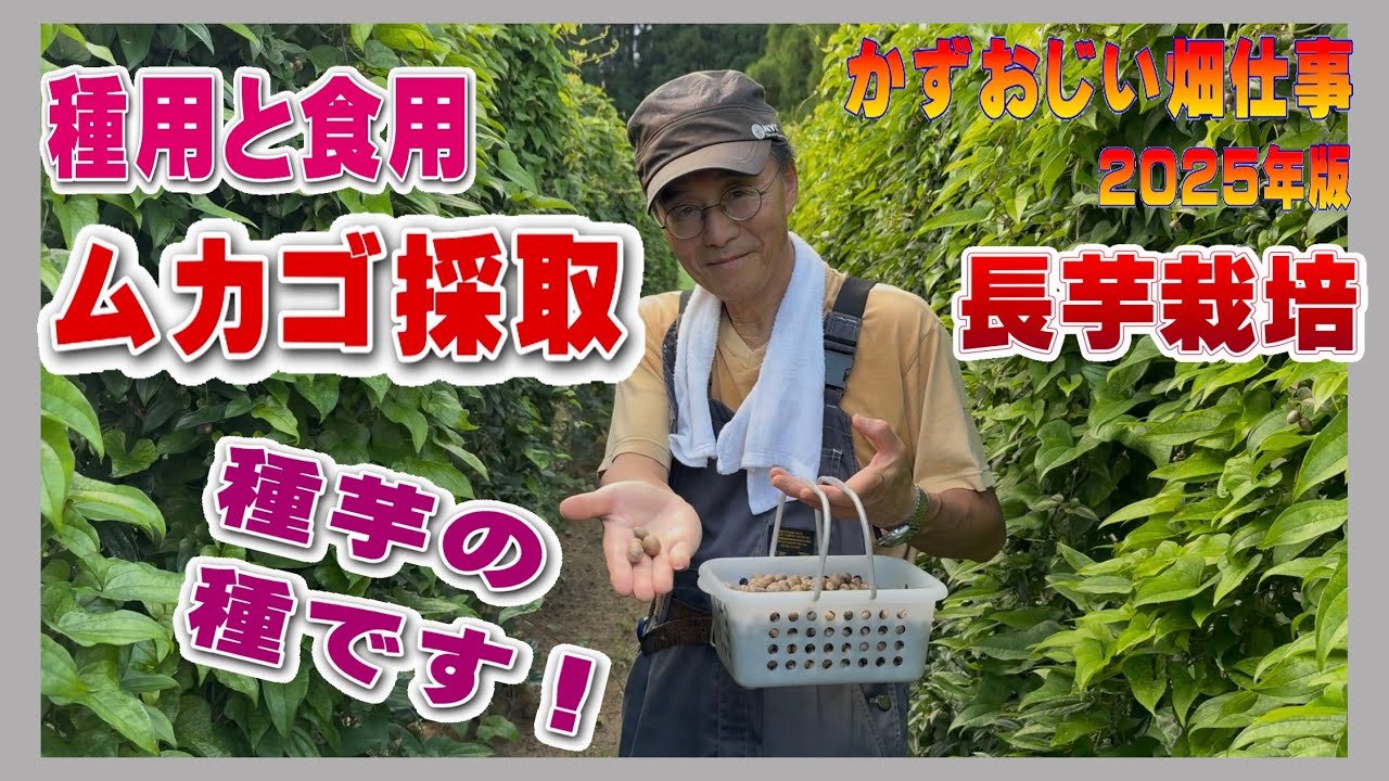 長芋のムカゴ採取と葉の状態チェック～来年の種芋用の種や食用にします：2025年版長芋栽培